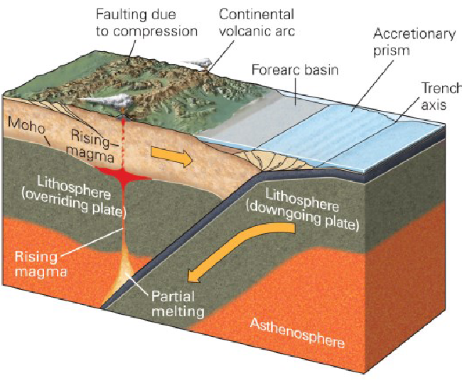 <ul><li><p>types of volcanic arcs:</p><ul><li><p><em>continental arc:</em> volcanoes on continental plates</p></li><li><p><em>island arc: </em>volcanoes on oceanic plates</p></li></ul></li><li><p><em>Location:</em> volcanoes form at a specific distance from the plate boundary, where the subducting slab is ~150 km deep</p></li><li><p><em>Mechanism:</em></p><ul><li><p>subducting slab carries sediments and water</p></li><li><p>upper mantle has volatile minerals</p></li><li><p>water and volatiles lower melting point, causing melting at ~150 km depth</p></li></ul></li></ul><p></p>