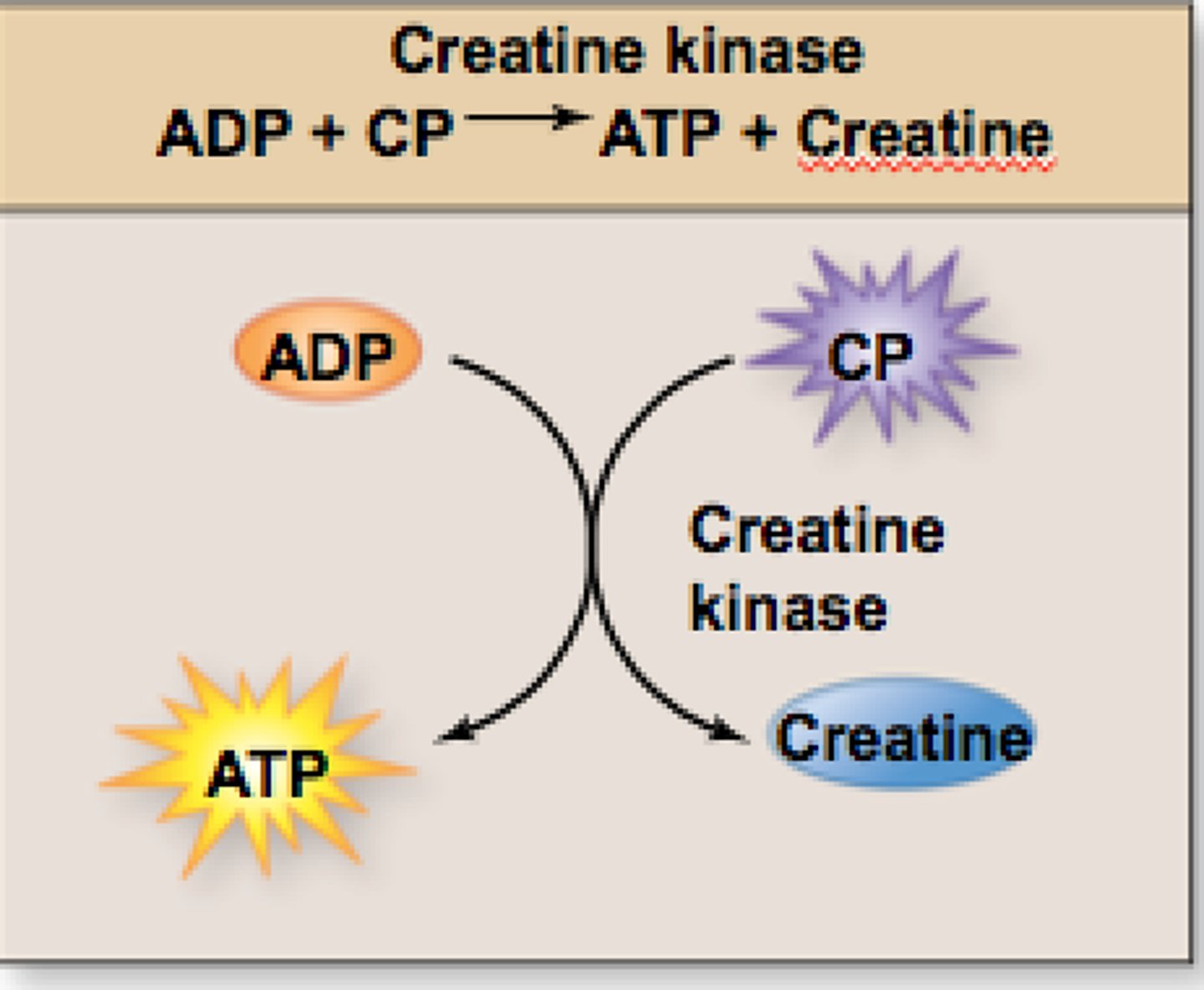 <p>obtains Pi from a phosphate-storage molecule creatine phosphate (CP) and gives it to ADP</p><p>-creates enough power for 6 seconds of sprinting.</p>