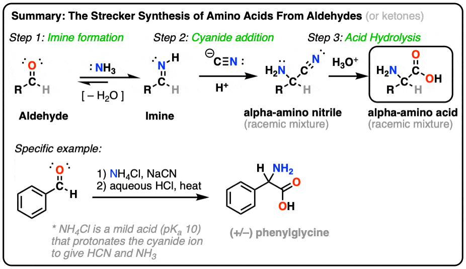 * a method used in organic chemistry to synthesize amino acids from aldehydes or ketones. 
* It involves the reaction of the carbonyl compound with ammonia and cyanide ion, followed by hydrolysis to yield the corresponding amino acid.