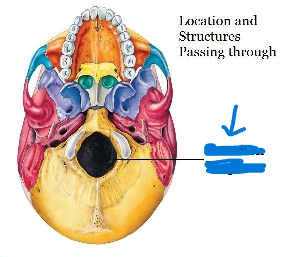<p>What part of the skull is this?</p>