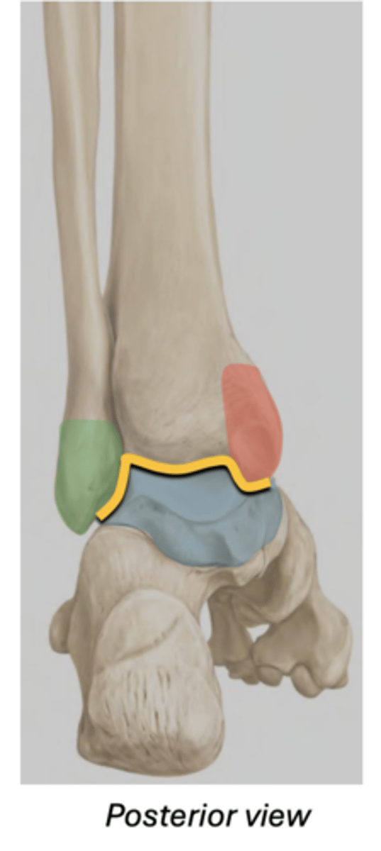 <p>Hinge joint between the talus and</p><p>leg (crus) -- Yellow</p><p>Medial malleolus (RED), inferior tibia, and lateral malleolus (GREEN) --&gt; create a bracket shaped around the talus (BLUE)</p><p>Permits dorsiflexion and plantarflexion; No inversion/eversion here!</p>