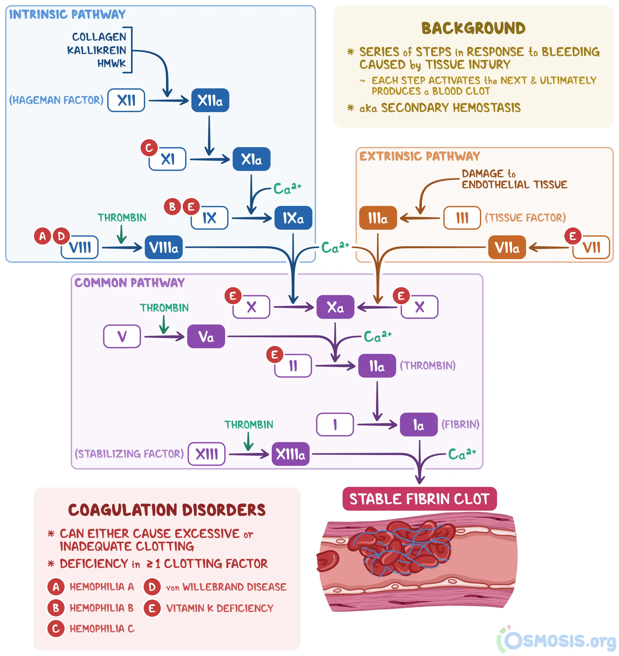 <p>The following factor is required for coagulation phase</p>