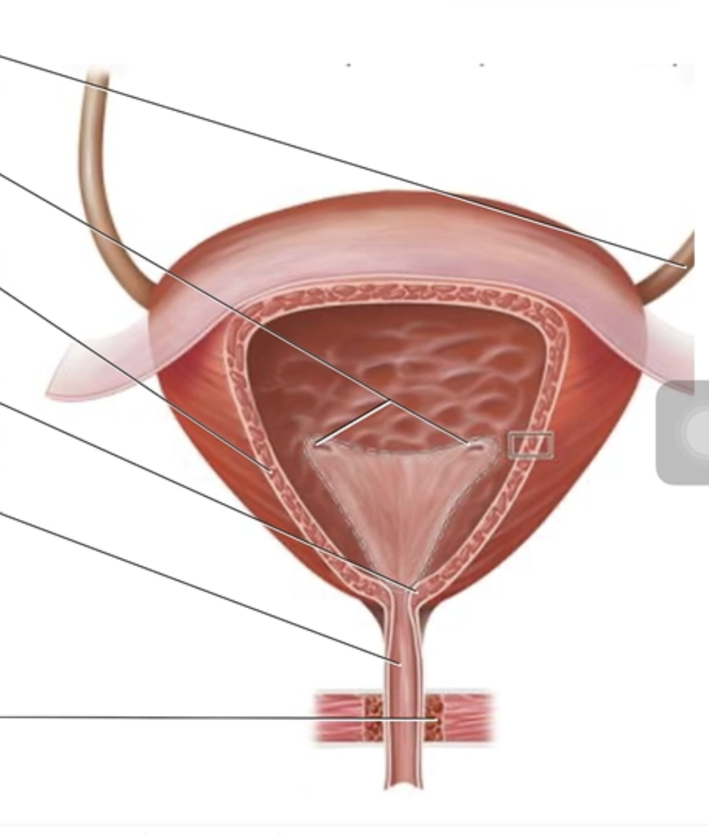 <p>The Female Urinary Bladder and Urethra</p><p class="p1">Correctly label the following anatomical structures of the female urethra and urinary bladder.</p><p class="p1"></p><ul><li><p class="p1">Urethra</p></li><li><p class="p1">Ureter</p></li><li><p class="p1">Internal urethral sphincter</p></li><li><p class="p1">External urethral sphincter</p></li><li><p class="p1">Detrusor muscle</p></li><li><p class="p1">Ureteral openings</p></li></ul><p></p>