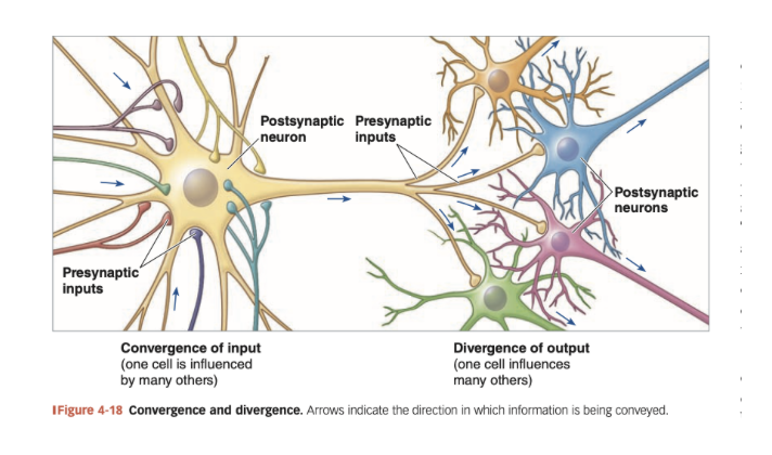 <ul><li><p><span style="line-height: 22.0875px; color: windowtext;">By <strong>converging</strong> input, a single cell is influenced by thousands of presynaptic cells&nbsp;&nbsp;</span></p></li><li><p><span style="line-height: 22.0875px; color: windowtext;">By <strong>divergence</strong>, branching axon terminals of one neuron affect thousands of postsynaptic cells&nbsp;&nbsp;</span></p></li><li><p><span style="line-height: 22.0875px; color: windowtext;">At the dendrite, EPSPs and IPSPs can sum in time (temporal summation) and space (spatial summation)&nbsp;&nbsp;</span></p></li><li><p><span style="line-height: 22.0875px; color: windowtext;">The result is synaptic silence or the grand post synaptic potential, representing the integration of signals from many neurons&nbsp;&nbsp;</span></p></li></ul><p></p>