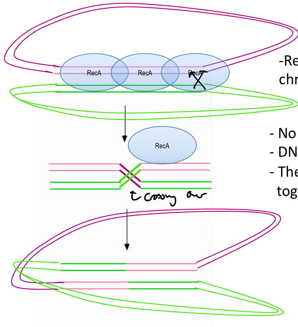 <p>DNA = broken = double strand break</p><p>DNA crosses over and the 2 are ligated together</p><ul><li><p><strong><em><u>Rec A makes the cross over</u></em></strong></p></li></ul><p></p>