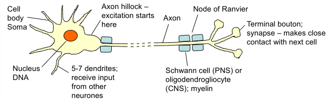 <p>Secretory - release chemicals called neurotransmitters at synapses</p><p>Cell body communicates with nerve terminals by electrical signals </p><p>Excitable cells - transmit electrochemical signals along their membranes by moving charged ions across the cell membrane = action potentials </p>