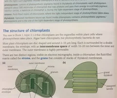 <ul><li><p>A double membrane called the chloroplast envelope</p></li></ul><p></p><ul><li><p>An intermembrane space separates the outer and inner membrane (They make up the chloroplast envelope)</p></li></ul>