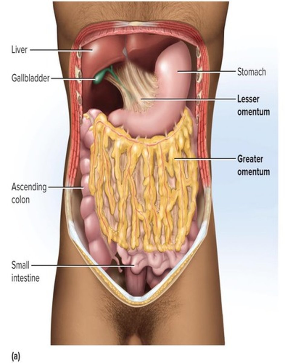 <p>Teeth, tongue, salivary glands, liver, gallbladder, and pancreas.</p>