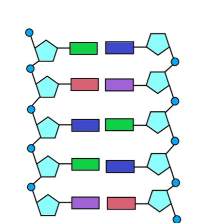 <p>On this diagram label:</p><p>a nucleotide, the nitrogenous bases, sugar (deoxyribose), phosphate, weak hydrogen bonds, strong covalent bonds</p>