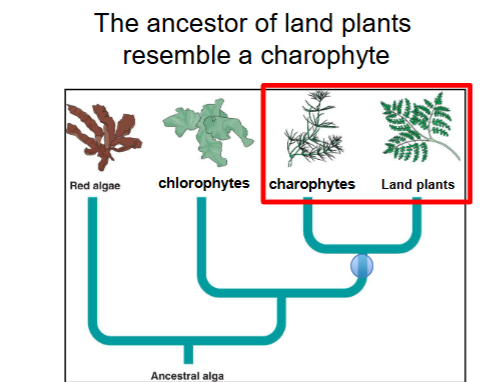 <p>Charophyte. </p><ul><li><p>a sister taxa of land plants</p></li></ul><p></p>