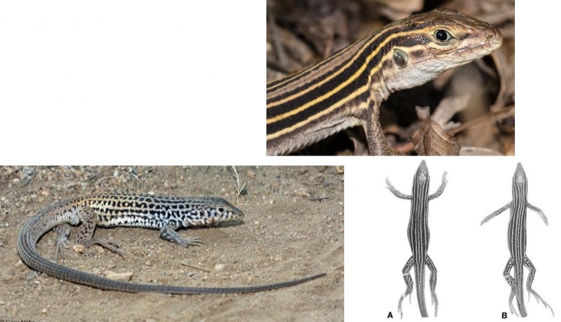 <p>Teiidae</p><p>Genus: Aspidoscelis</p><p>CO species (5): A. sexlineata,A. tigris, A. tesselata, A. neotesselata, A. velox</p>
