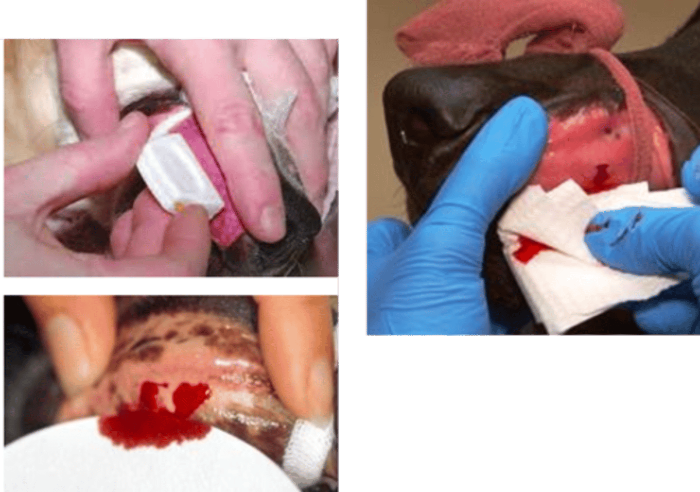 <p>performing a mucosal bleeding time test. </p><p>for this, we make an incisions on the mucosa of the upper lip (in small animals) or of the vagina (in cattle) and measure the amount of time it takes for it to stop bleeding.</p>