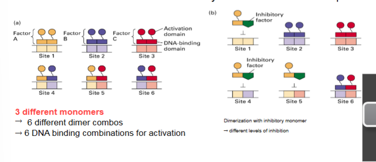 <p>allows for greater diversity and complexity of factors (more control of gene expression)</p><ul><li><p>combinatorial control of different activation domains into a third activation domain</p></li><li><p>recognition of different binding sites</p></li><li><p>heterodimerization can alter DNA binding specificity of transcription factor for combinatorial control → control by combination of different proteins</p></li><li><p>dimerization does robust activation compared to monomer itself since it can recognize more sites</p></li></ul><p></p>