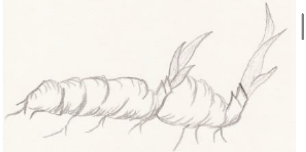 <p>Type of Underground Stem Modification</p>