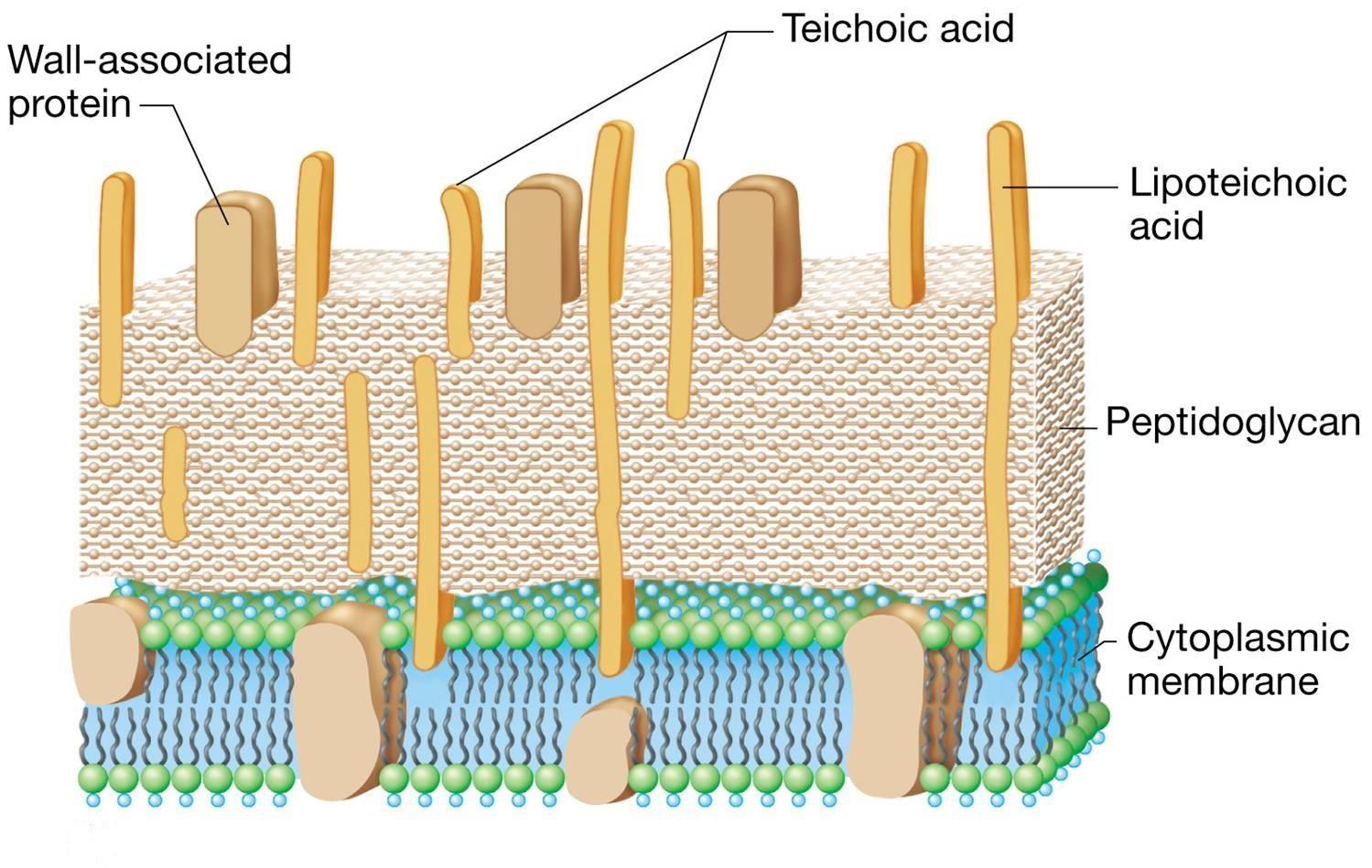 <ul><li><p>Teichoic Acids embed themselves within the peptidoglycan </p></li><li><p><strong>Lipoteichoic Acid</strong> is formed when Teichoic Acid covalently links to lipids, and it anchors from to the cell membrane to the peptidoglycan</p></li><li><p>Found in Gram postive cells</p></li></ul><p></p>