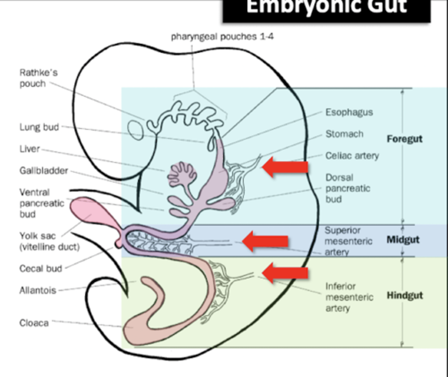 <p>The gut starts out as a single embryological gut tube, rotates as it grows</p><p>-this gut persists into adulthood, organization of regions important</p><p>-regional and neurovascular supply relationships maintained in developed gut</p>