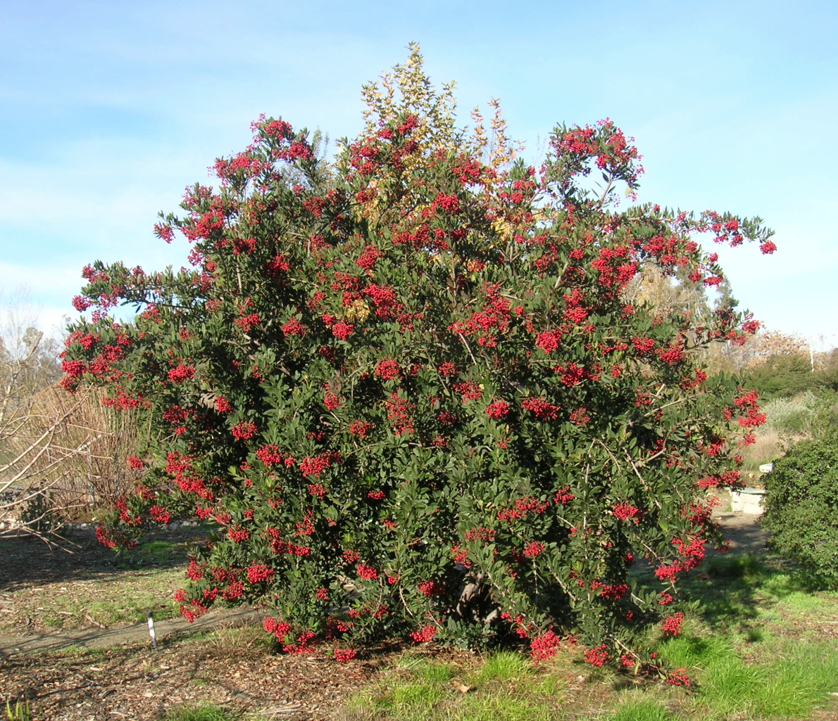 <ul><li><p>evergreen shrub</p></li><li><p>6-16’ tall, 10-20’ wide</p></li><li><p>native to dry slopes and ridges of CA</p></li><li><p>full sun, part shade</p></li><li><p>low water</p></li><li><p>clay soil, adaptable, drought tolerant</p></li><li><p>smooth brown/grey bark</p></li><li><p>evergreen/simple leaves, alternate, sharp teeth, dark leathery green</p></li><li><p>rose like flower, white</p></li><li><p>red “berry” bunches drooping</p></li></ul><p></p>