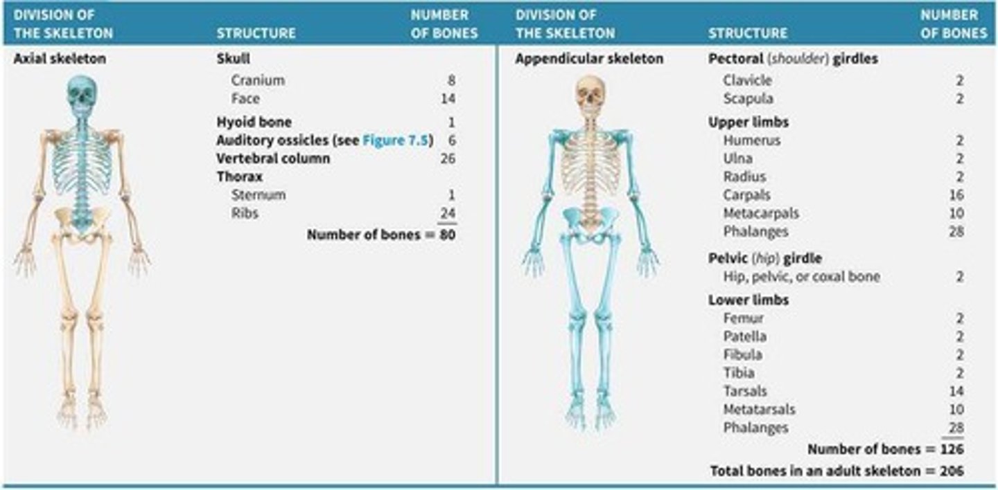 <p>Central part of the skeleton, includes skull and vertebrae. 80 bones</p>