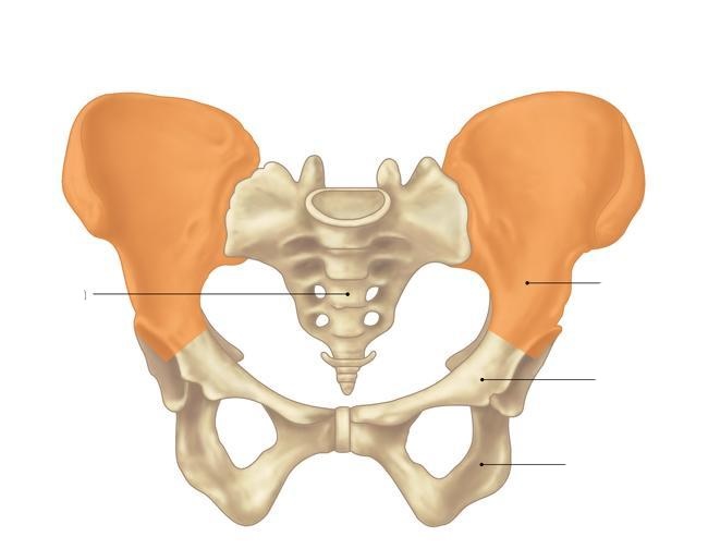 <p>elephant ears, <span>laterally to sacrum at base of spinal column</span></p>