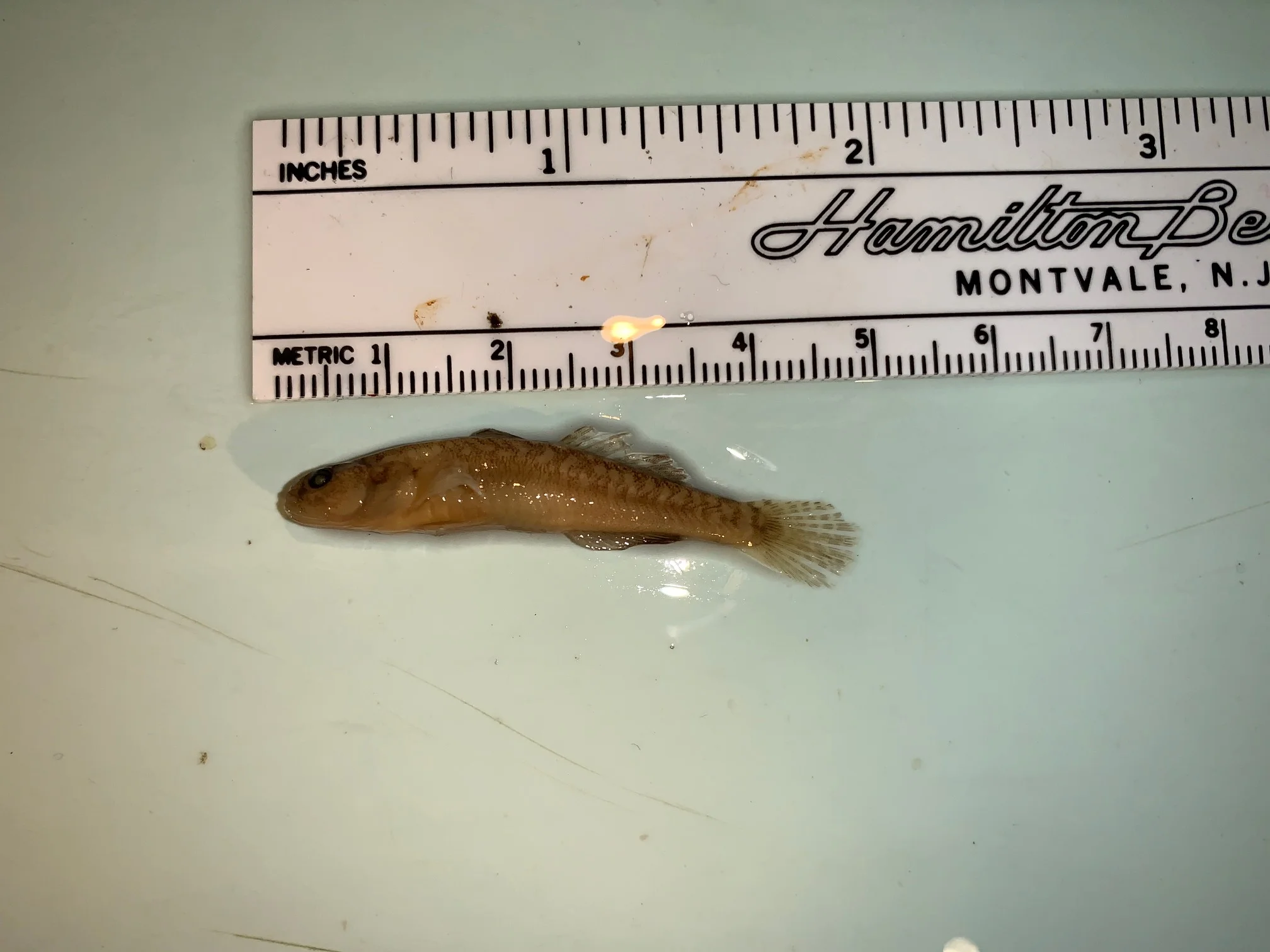 <p>What fish is this?</p>