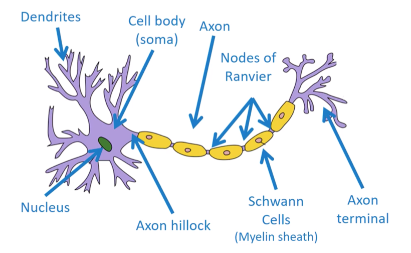 <p>Nucleus Cell Body (Soma) Dendrites Axon Axon Hillock Myelin Sheath Axon terminal</p>