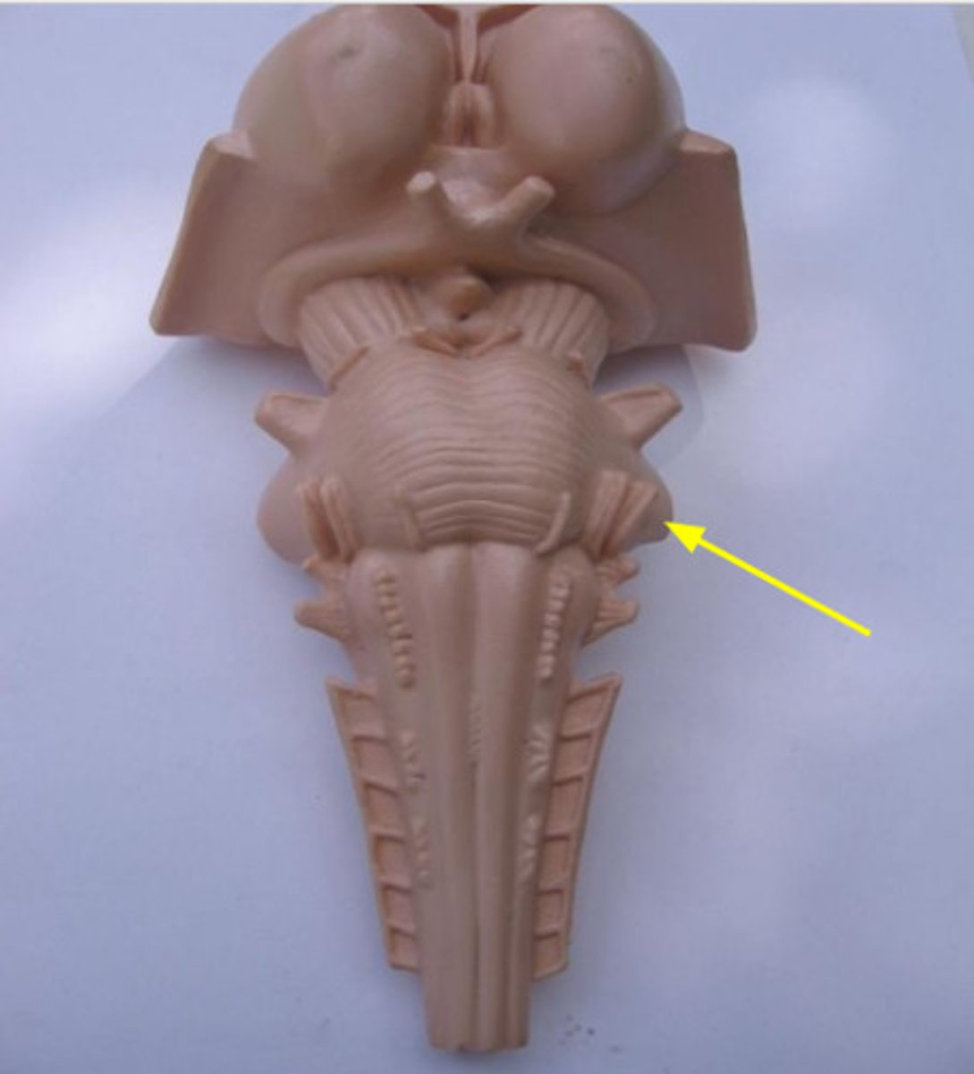 <p>- connect pons to cerebellum</p>