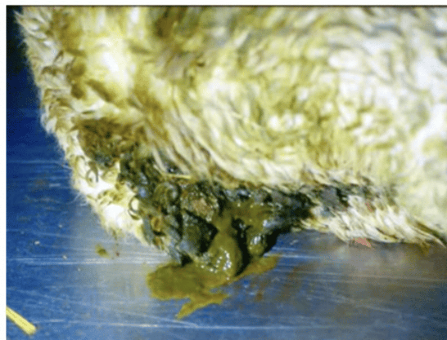 <p>1. Salmonella Enterica </p><p>2. Produced enterotoxins, cause severe acute enteritis</p><p>3. Outbreaks associated with stress (overcrowding, transport ect.)</p><p>4. Found dead (Often near water source), Acute ill, fever, dull, profuse diarrhoea (with mucous + blood flecks</p><p>5. HAemorrhagic enteritis, Swollen liver/gall bladder</p><p>6. Oxytetracycline, Trimethoprim-sulfonamide, Neomycin</p><p>7. Spred flock out, provide good water, isolate sick animals, avoid stress</p>