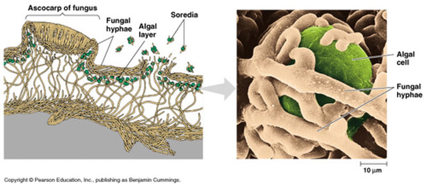 <p>unicellular or filamentous green algae or cyanobacteria living among the filaments (hyphae) of a fungus</p>