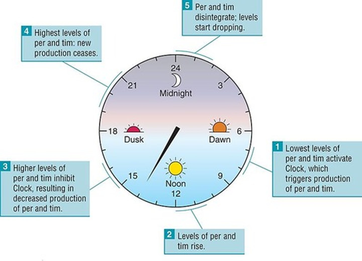 <p>Per, tim, and Clock proteins.</p>