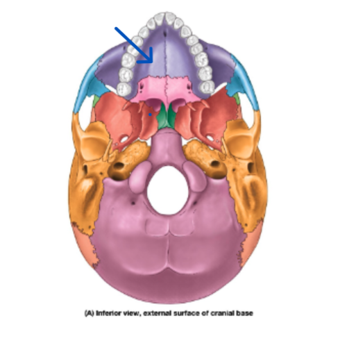 knowt flashcard image