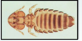 <p>Chewing lice</p><p>Host-dog</p><p>Vector-dog tapeworm,Diplyidium caninum</p>