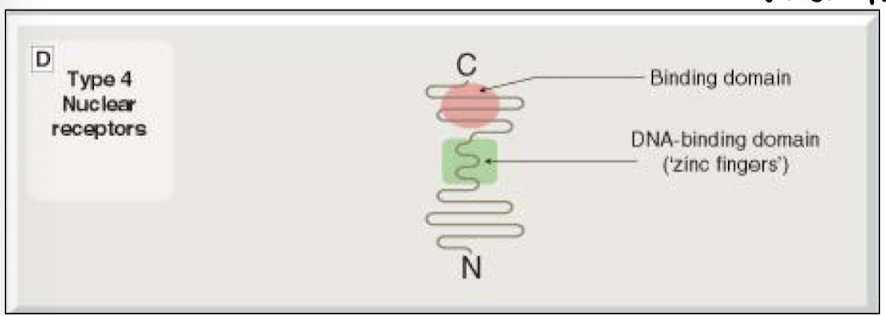<p>"</p><ul><li><p>Intracellular proteins</p></li><li><p>Receptor either in nucleus, or in cytoplasm + binds to agonist which moves to the nucleus</p></li><li><p>Receptors for steroids. Affects transcription etc.</p></li></ul><p></p>