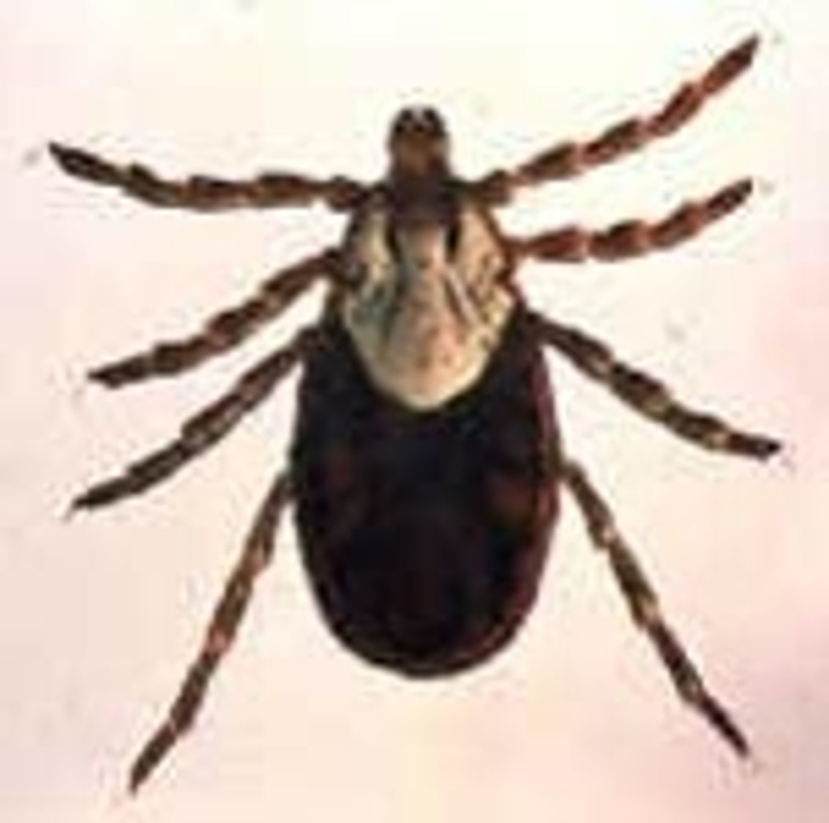 <p>Dermacentor variabilis</p>
