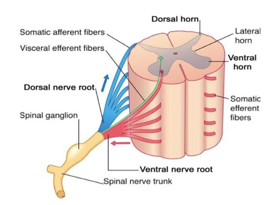 <p>spinal cord segment</p>