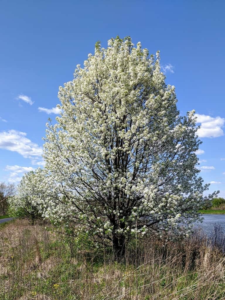 <p>Callery pear (Invasive)</p>