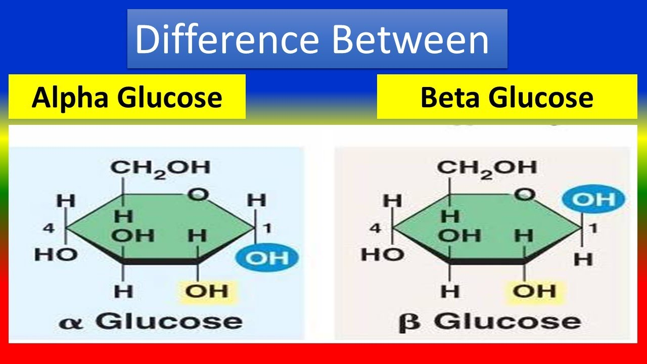 <p> stereoisomer<br><br>B - glucose: -OH at the top<br><br>a - glucose: -OH at the bottom<br><br></p><img src="" data-width="100%" data-align="center" alt=""><p></p>