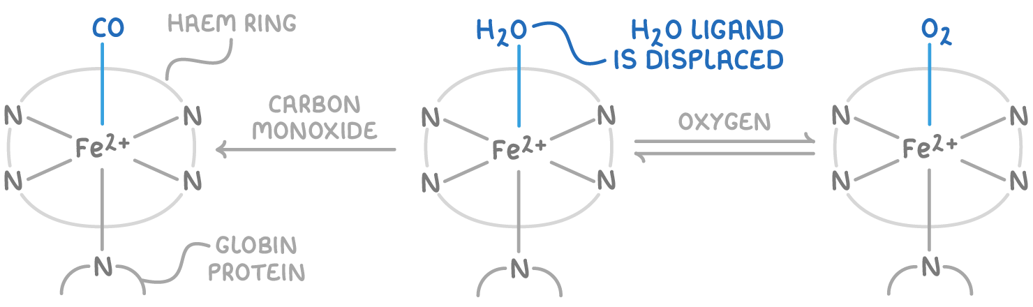 <ul><li><p>one haem group contains Fe<sup>2+</sup> at its centre which accepts 6 lone pairs from ligands, w/ 4 being from H atoms which form a circle around the molecule - the haem</p></li><li><p>a globin (type of protein) and either an oxygen atom or water molecule can bind, forming an octahedral structure</p></li></ul><p></p>