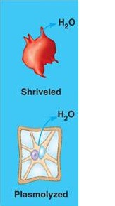 <p>when a cell is placed in a solution and the concentration of the solute outside of the cell is higher than it is inside</p>