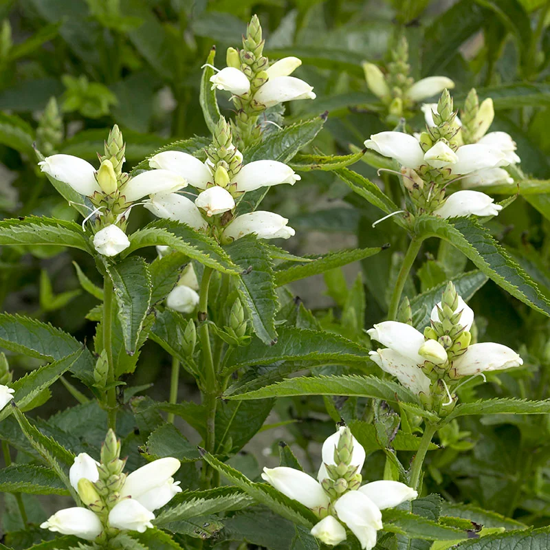 <p>A clumping perennial with upright stems topped by hooded, cream-colored flowers resembling turtle heads.</p><p>-wet areas</p><ul><li><p>margins</p></li></ul><p>-upright, not tall, does well along border edge</p><p>-cream color</p><p>-hangs onto foliage in garden</p>