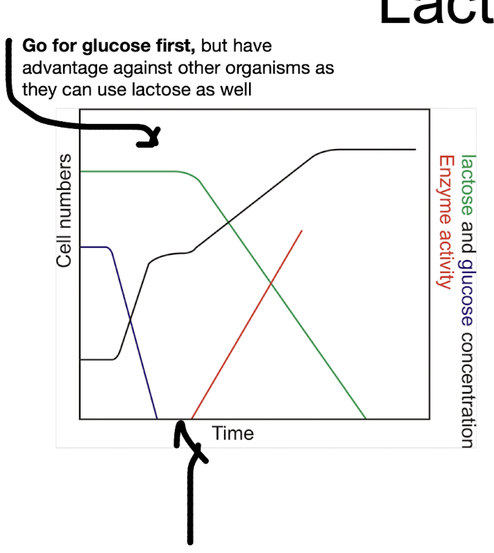 <p><strong>Using a growth curve that shows <mark data-color="green" style="background-color: green; color: inherit;">exponential growth on glucose</mark>, followed by a</strong><span style="color: red;"><strong> lag phase</strong></span><strong> followed by induction of BG and subsequent growth on lactose. </strong></p><ul><li><p><strong><mark data-color="green" style="background-color: green; color: inherit;">Diauxic growth </mark></strong>is when bacteria exhibit two distinct phases of growth, utilizing glucose first and then lactose. </p></li></ul><p></p>