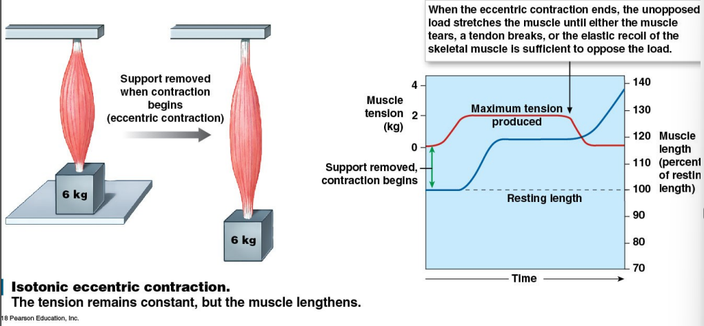 <p>A muscle is attached to a weight (2kg) that is 1/2  its maximum potential tension (4kg). When stimulated, it develops enough tension to lift the weight. The tension remains constant, but the muscle lengthens instead of shortens. What type of isotonic contraction is this?</p>