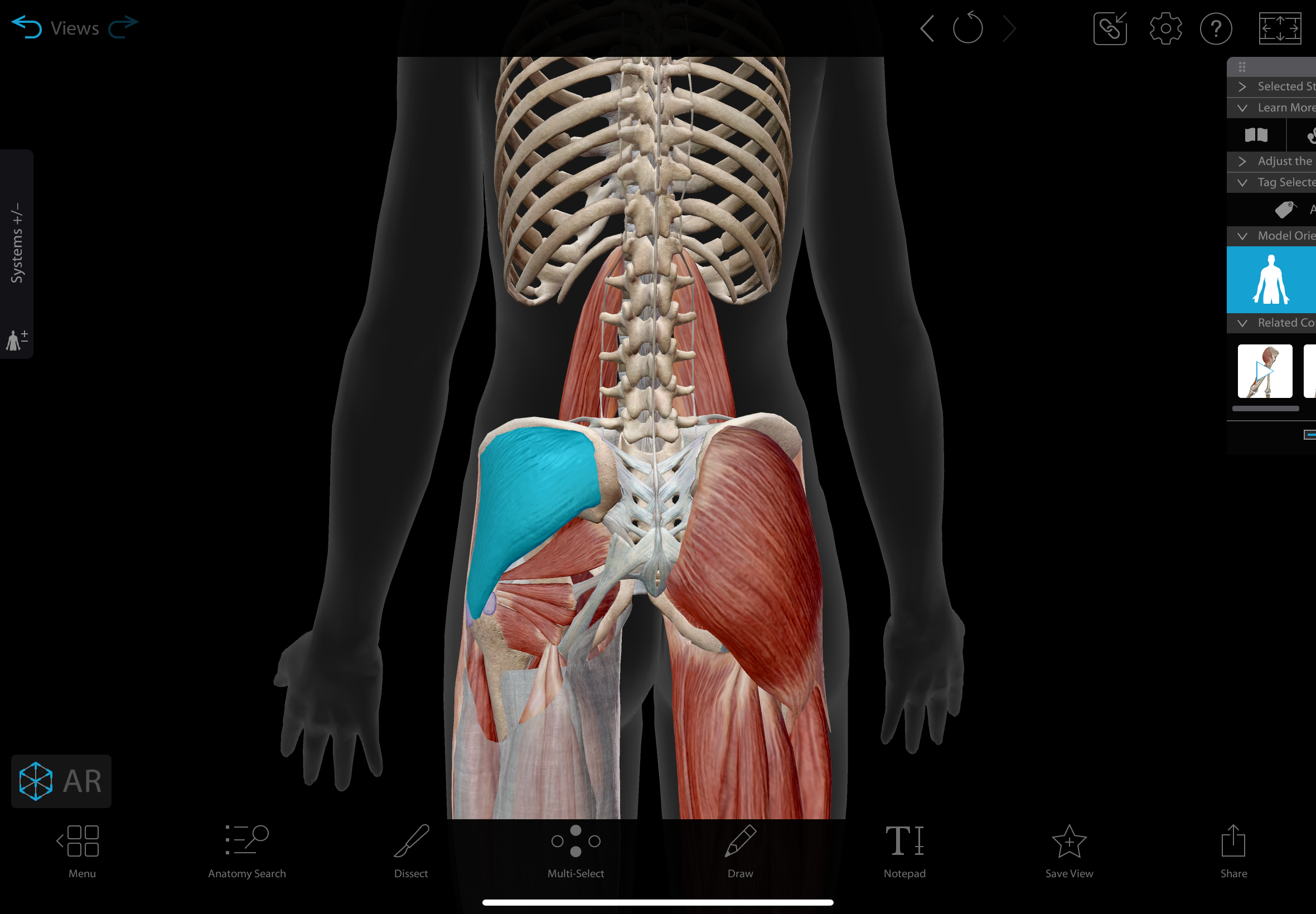<p>A muscle located on the outer surface of the ilium </p><p></p><p>actions: abducts and medially rotates hip</p><p>insertion: greater trochanter of femur</p><p>innervation: superior gluteal nerve</p>