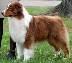 <p>Australian Shepherd </p>