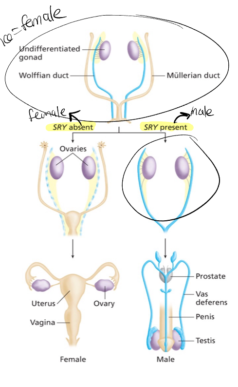 <p>Default female state</p>