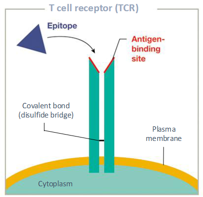 <p><span>the specific molecular region on an antigen that an immune cell, such as an antibody or a B or T cell, recognizes and binds to, thereby initiating an immune response</span></p>