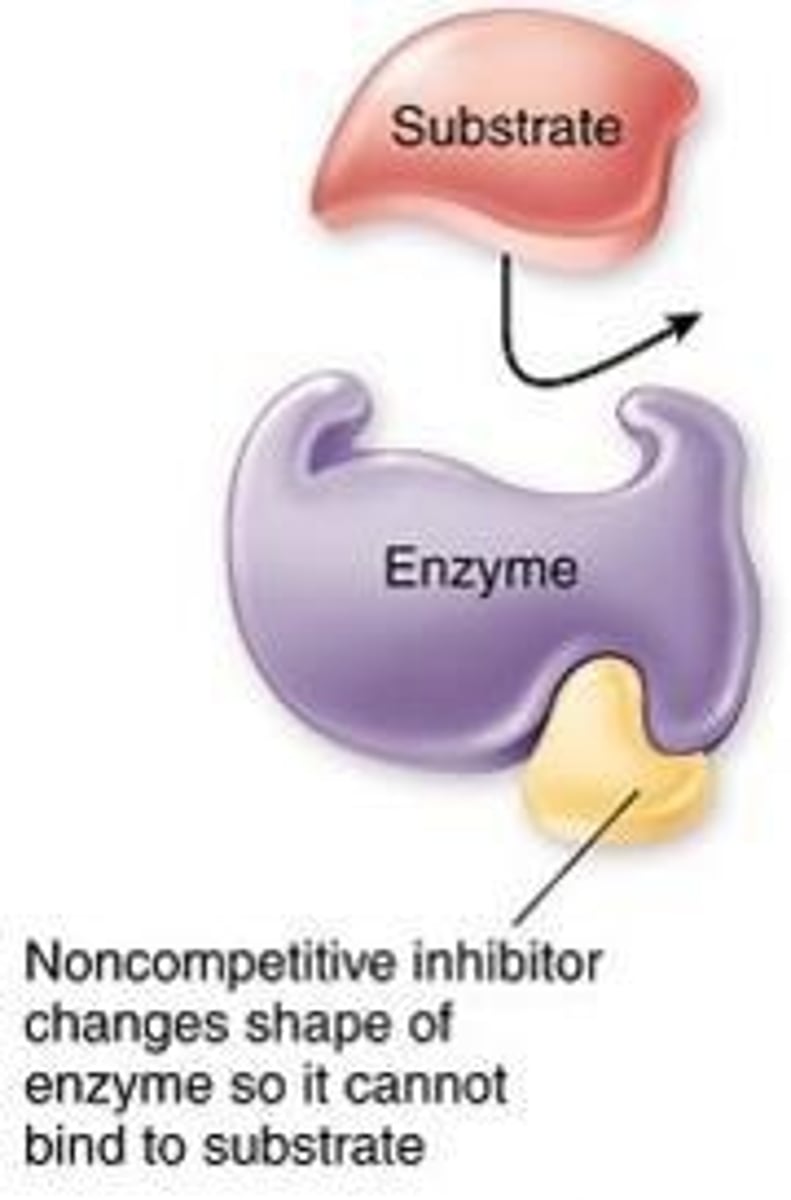 <p>bind to another part of an enzyme, causing it to change shape making the active site less effective</p>