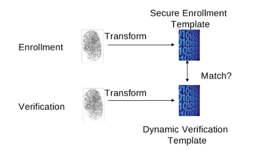 Biometric template protection: Straight feature protection