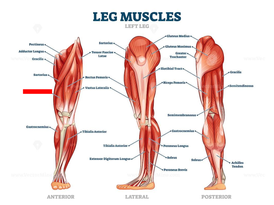 <p>Quadriceps</p>