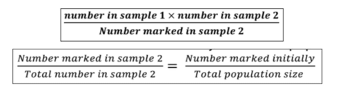 <p>It’s easier to remember this equation if you actually understand it:</p><p></p><p>- Based on the principle that the <strong>proportion</strong> of marked individuals in the second sample would be the same as was marked initially in the total population. </p><p>- This can be rearranged to form the equation for population size</p>