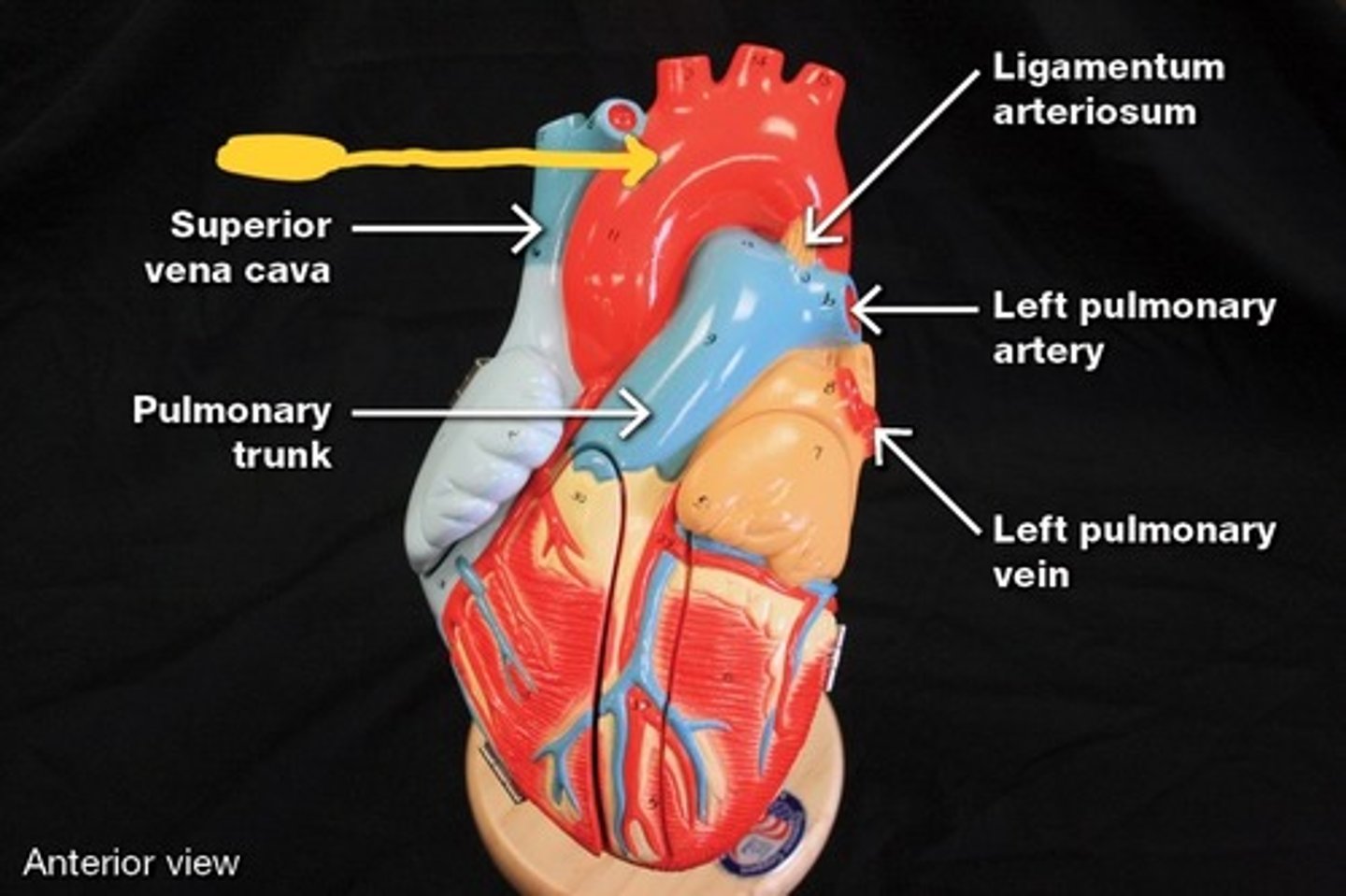 <p>Great vessels of the heart,</p>
